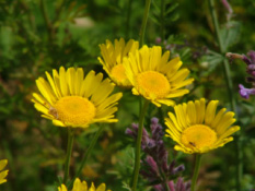 Anthemis tinctoria Gele kamille bestellen